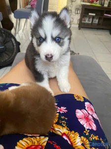 OFERTA CACHORRO HUSKY HEMBRA UBICADO EN SANTO DOMI