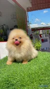 animales y mascotas - hermosos cachorritos pomerania mini 
