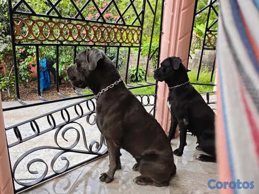 animales y mascotas - Cane Corso 4