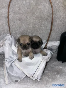 Cachorros Pug