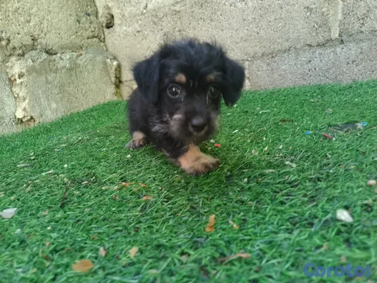 animales y mascotas - Cachorrito Chipoo Macho  3