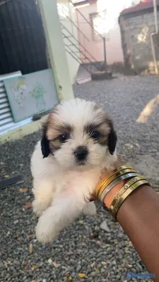 animales y mascotas - perrito shizut vacunado de tan solo un mes y una semana  4