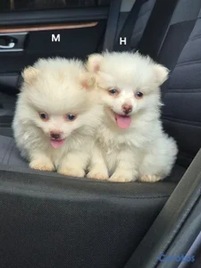 OFERTA CACHORRO POMERANIA AMBOS SEXO UBICADO EN SANTIAGO