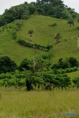 solares y terrenos - FINCA GANADERA EN HIGÜEY - 1,000 TAREAS 💰 📍 PRECIO 2