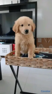 animales y mascotas - Golden Retriever no te quedes sin el tuyo  6