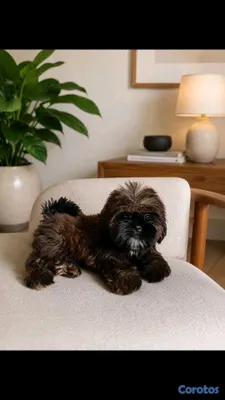 animales y mascotas - hermosos cachorritos shitzu toy 5