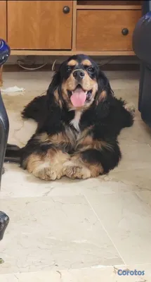 animales y mascotas - cocker Spaniel Inglés  5