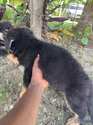 animales y mascotas - Cachorro de pastor alemán  5