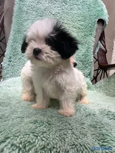 shipoo