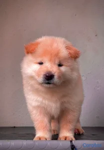 OFERTA CACHORRO CHOW CHOW AMBOS SEXO EN UBICADO EN