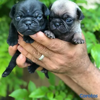 animales y mascotas - Cachorros Pugs 5