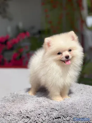 animales y mascotas - hermosos cachorritos pomerania mini  3