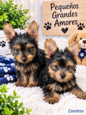 animales y mascotas - Yorkies (Yorkshire Terrier) 5