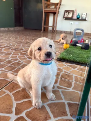 animales y mascotas - Golden Retriver  5