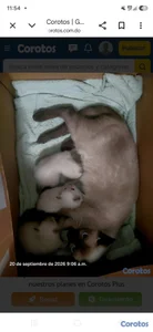 Gato siames 16 mil cada uno