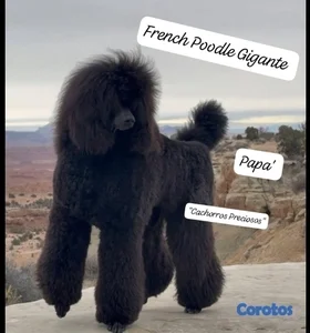 French Poodle Gigante y Goldendoodle de oportunidad!!!