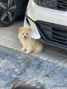 Pomerania 