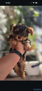 Yorkie macho
