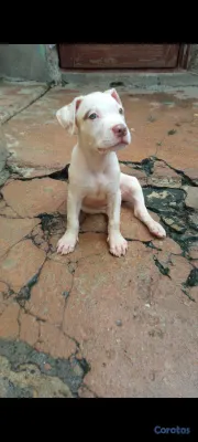 animales y mascotas - Cachorros pitbulls red nose disponibles a buen precio negociables. 6
