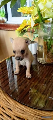 animales y mascotas - Perritos 3
