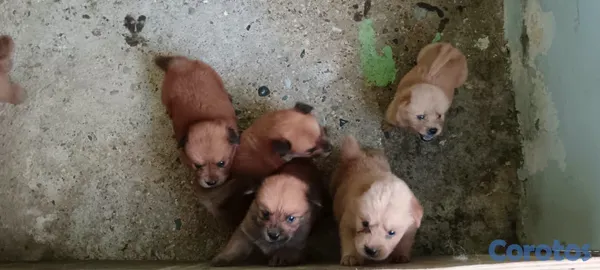 animales y mascotas - ventas de cachorros chow chow disponibles  3