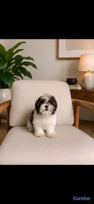 animales y mascotas - hermosos cachorritos shitzu toy 7