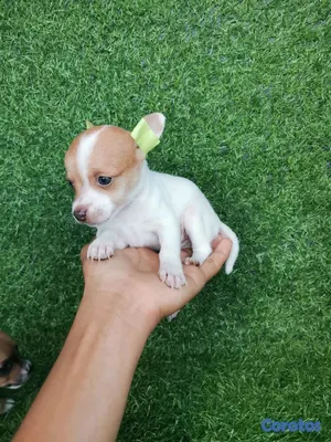 animales y mascotas - hermosos cachorritos de Chihuahua  7