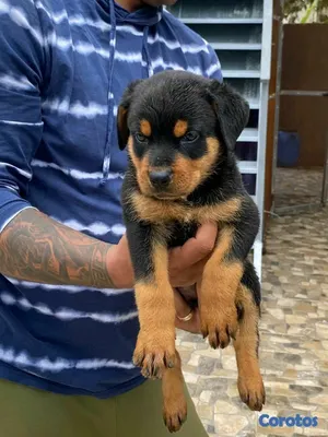 animales y mascotas - hermosos Cachorros de rottwailer ambos sexo 5