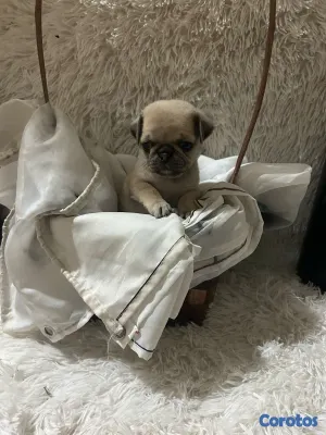 animales y mascotas - pug 3