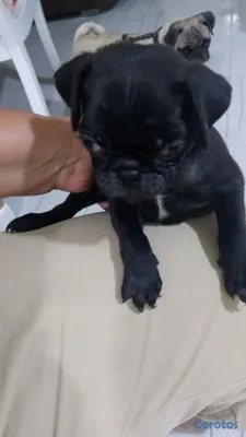 animales y mascotas - MASCOTA PERFECTA 4