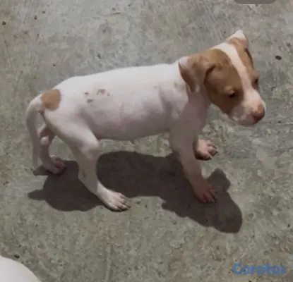animales y mascotas - Cachorros de Pitbull 8,000 aprovecha la oferta.  2