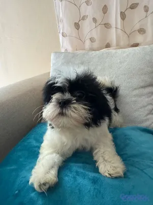 animales y mascotas - vendo cachorros shit tzu raza pura  4