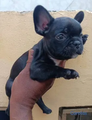 animales y mascotas - Especial de cachorro bulldog frances macho en sant 2