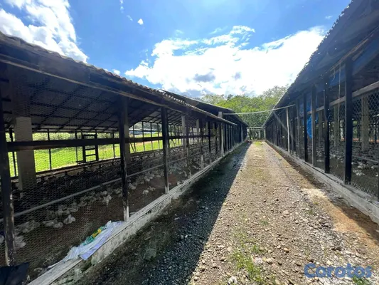 solares y terrenos - finca de criadero de animales en maimon 7