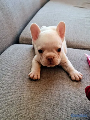 animales y mascotas - OFERTA CACHORRO BULLDOG HEMBRA BLANCA UBICADO EN S 3