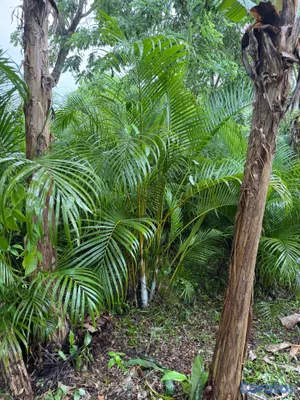 herramientas, jardines y exterior - Palmarecas  3