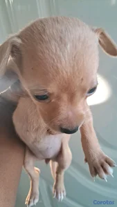 cachorros chihuahua #2 ,$3000