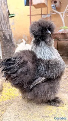 animales y mascotas - Sedosas Línea Americana Disponibles  20
