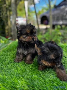 Yorkie mini