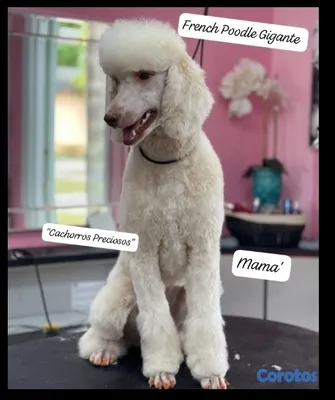 animales y mascotas - French Poodle Gigante y Goldendoodle de oportunidad!!! 2
