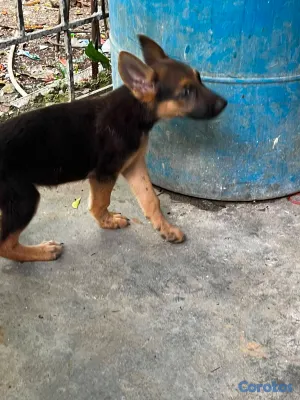 animales y mascotas - Cachorros Pastor aleman ambos sexo  4