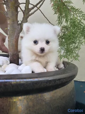 animales y mascotas - pomeranias hembras 3