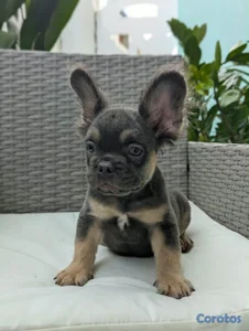 OFERTA EXOTICO CACHORRO BULLDOG FRANCÉS MACHO FLUFFY 