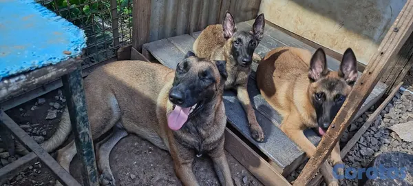 animales y mascotas - Pastor Belga Malinois 2