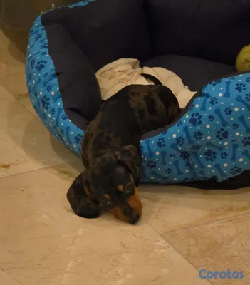 animales y mascotas - Perro Salchicha (Dachshund) Black merle MACHO (INCLUYE A 2