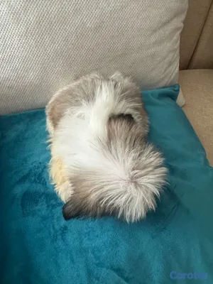 animales y mascotas - vendo cachorros shit tzu raza pura  2