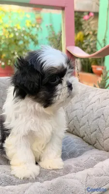 animales y mascotas - Shihtzu Machos y Hembra’s  4