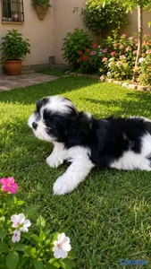hermosos cachorritos shitzu toy