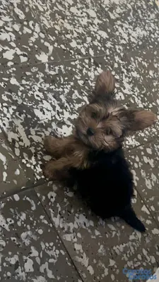 animales y mascotas - yorkie terrier macho disponible  2