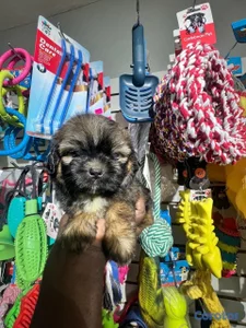 OFERTA CACHORRO SHIPOO HEMBRA UBICADO EN SANTO DOMINGO Y TIENE 